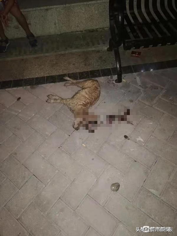 高空抛物差点砸死狗,七旬老太太高空抛物砸狗