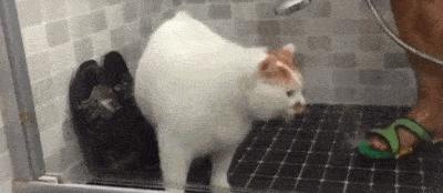 被流浪猫咬了24小时有什么事,被感染新冠的猫咬了一口