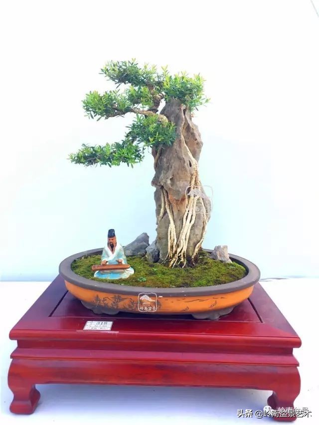 鎺㈡灊妞嶇墿,鎺㈡灊