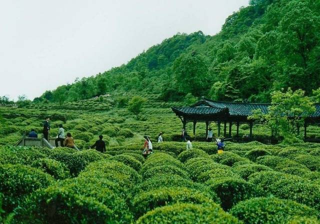 蒙顶山茶千年,蒙顶山禅茶文化史