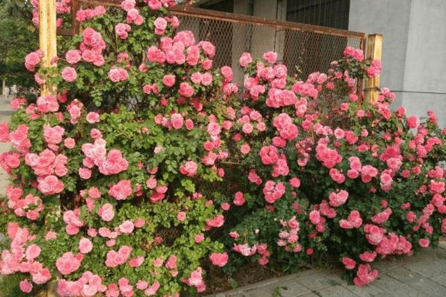 藤本月季不搭架可以爬墙吗,藤本月季放楼顶往下爬墙可以吗