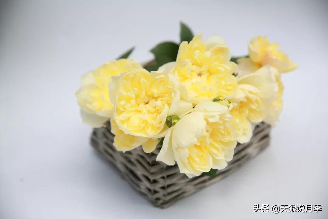 又一个十年,国产自育品种