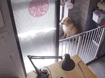 金毛把家淹了后续,金毛被阉