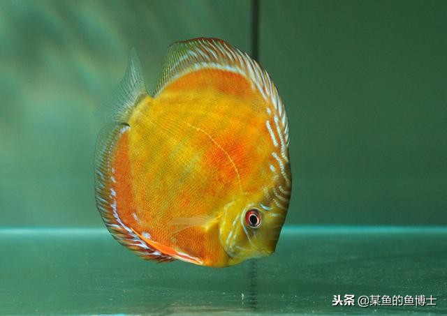 热带鱼寄生虫驱杀液,热带鱼体内驱虫用什么药