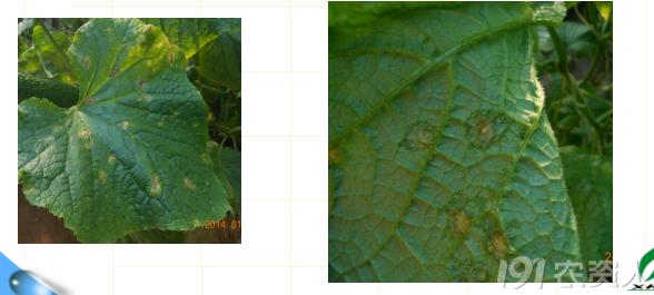 蔬菜细菌病图片大全,破解蔬菜病虫害之谜