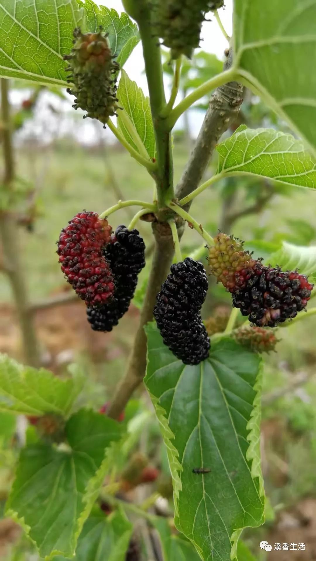 西溪南古村落惬意慢生活,徽州西溪南生活