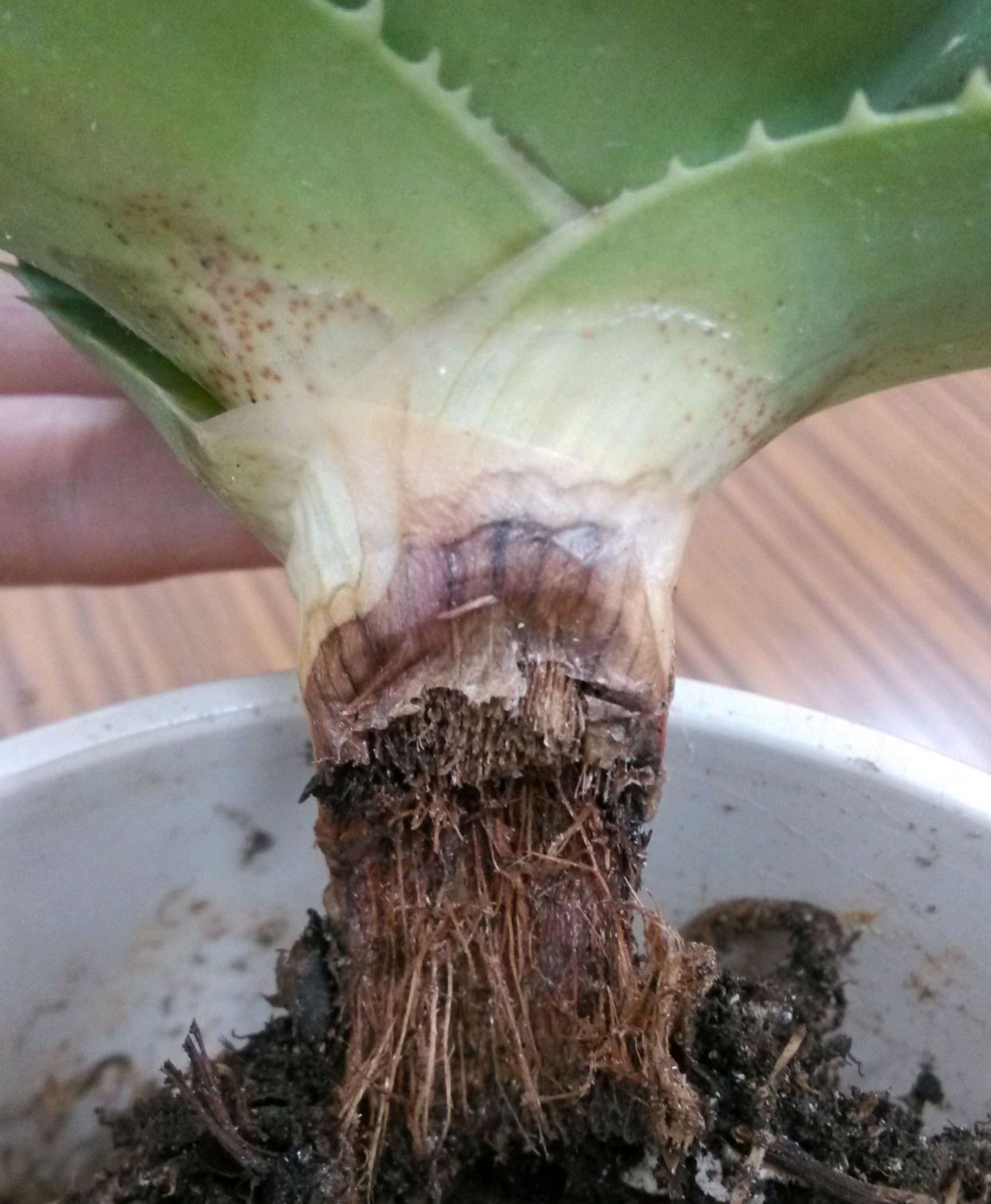 浇水过多死的植物,最容易浇死的6种花