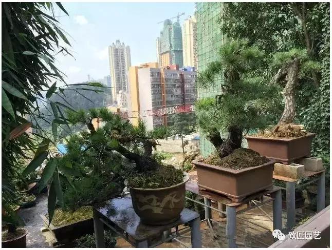 中国最贵盆景一盆600万元 (全世界最贵的100棵盆景多少钱一株)