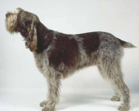 史毕诺犬,每日一狗苏格兰梗