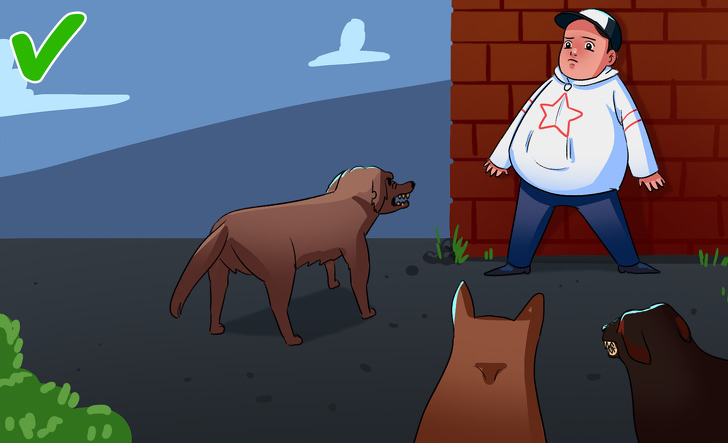 如果被流浪狗咬了怎么办,如果在路上遇见流浪狗怎么处理