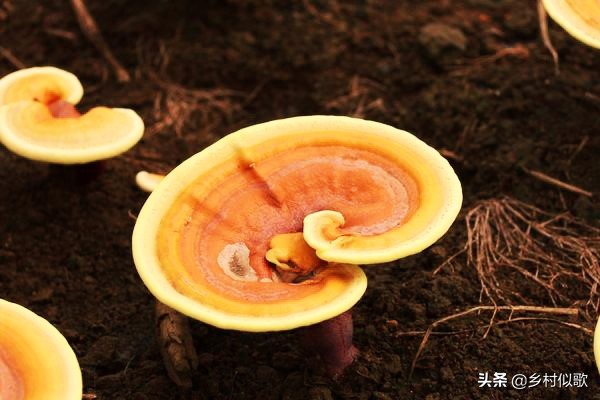 广西灵芝人工种植基地,种植灵芝赚钱吗