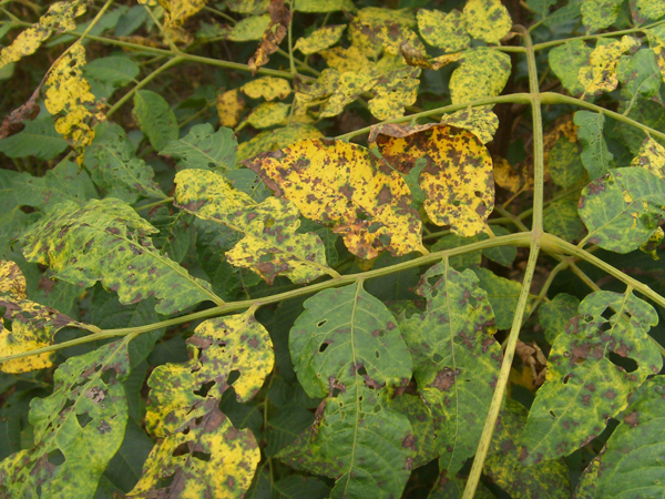 栾树病虫害防治有哪些,栾树的病虫害防治