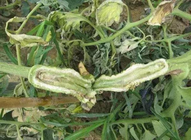 番茄青枯病萎蔫,青枯病和立枯病萎蔫的症状