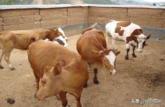 农村养牛赚钱思路养好牛,养牛致富的4个小妙招视频