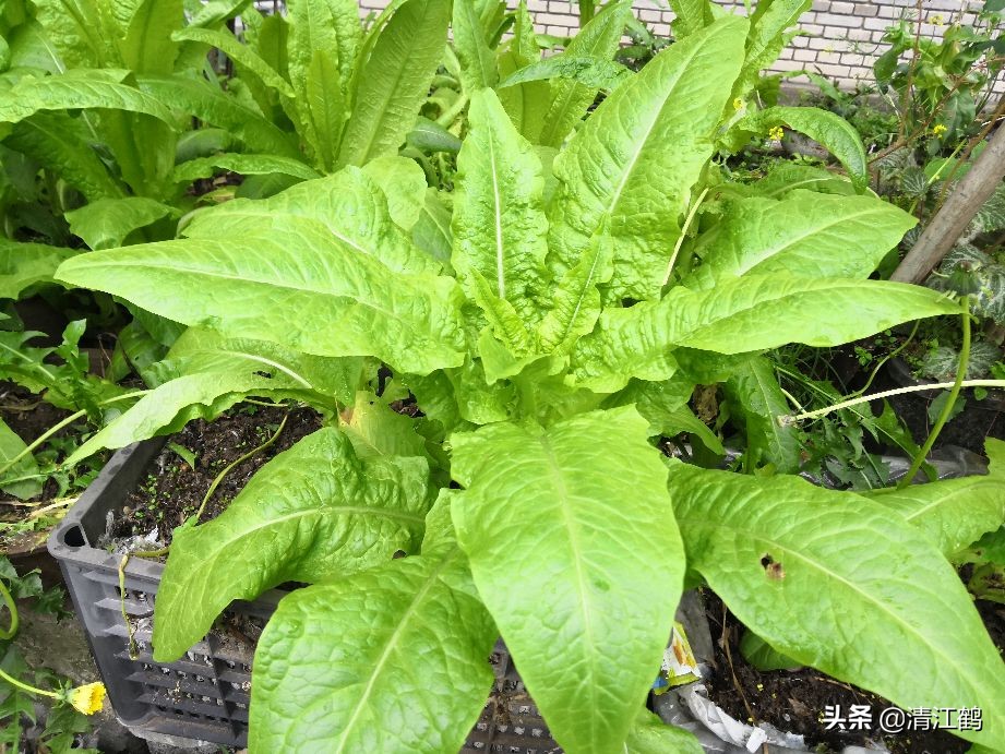 蜗牛吃菜用什么药消灭它,蔬菜上蜗牛用什么药才能杀灭