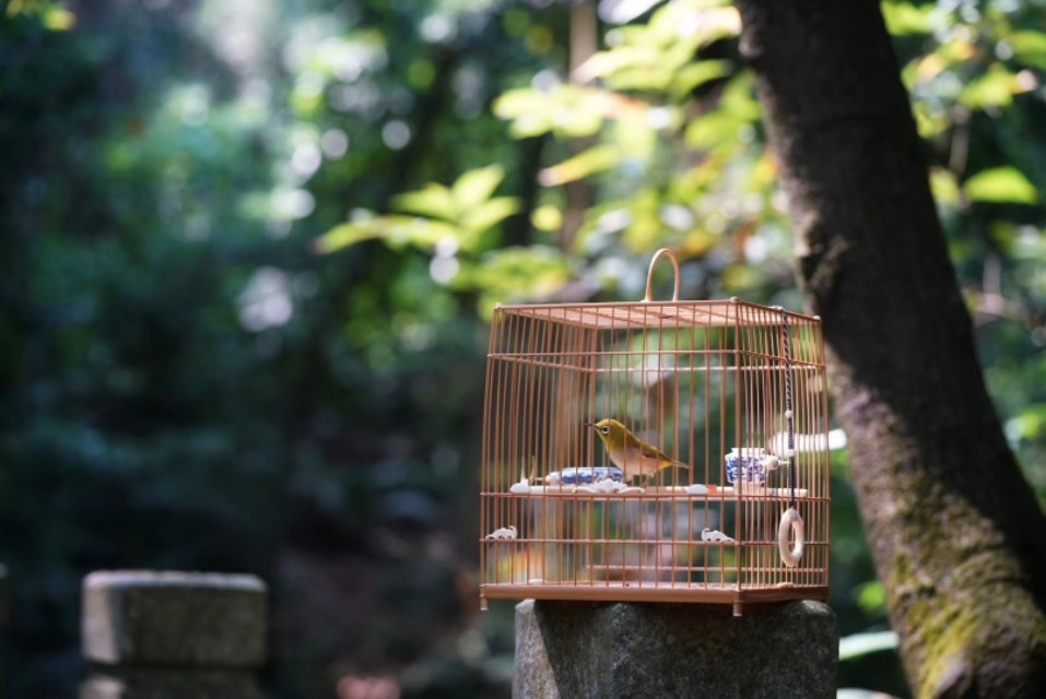 一个闲字一个鸟字读什么,一个闲一个木字念什么