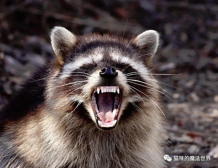 猫咪品种大盘点,猫咪品种大全100种