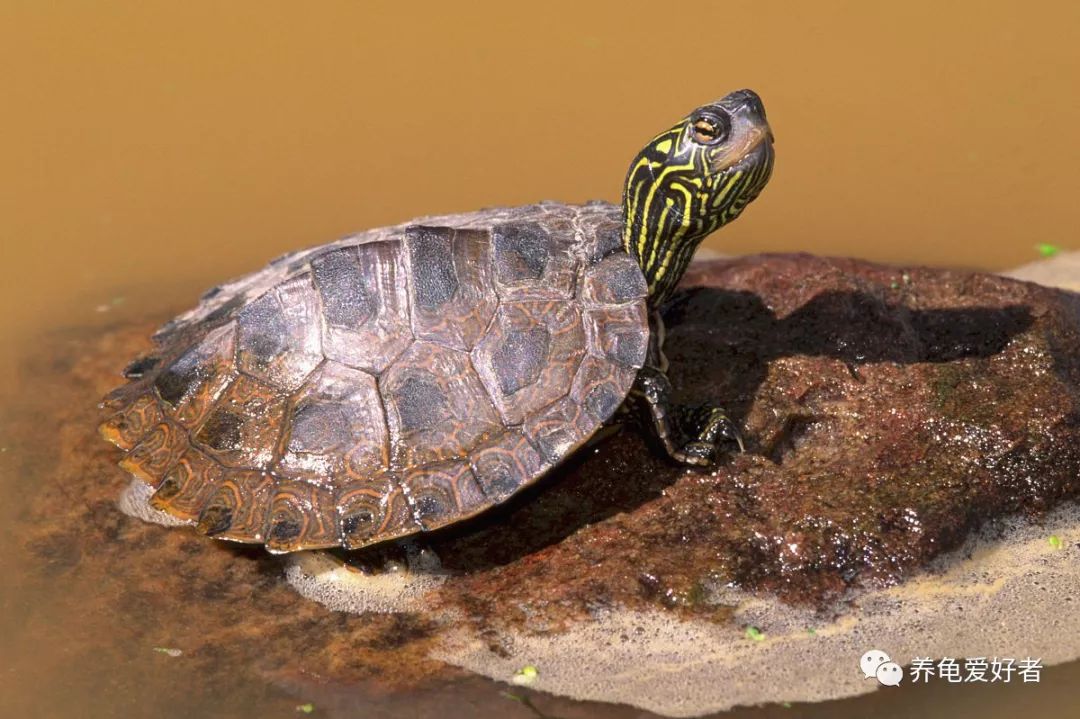体质虚弱的龟该如何调养,乌龟肝肾出了问题怎么治疗