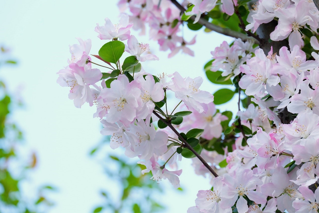 巴中市第四中学西华山春游,春游高一