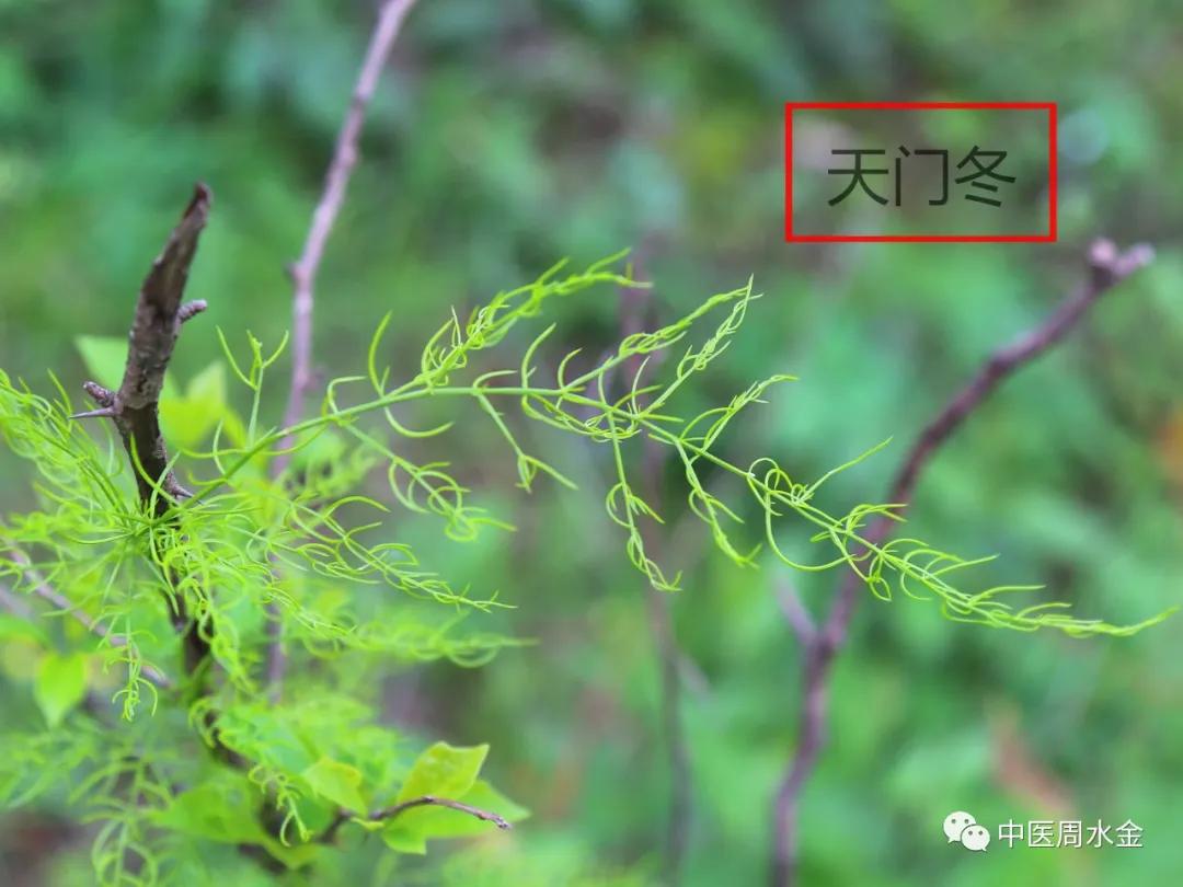 品味本草之美（第一季）