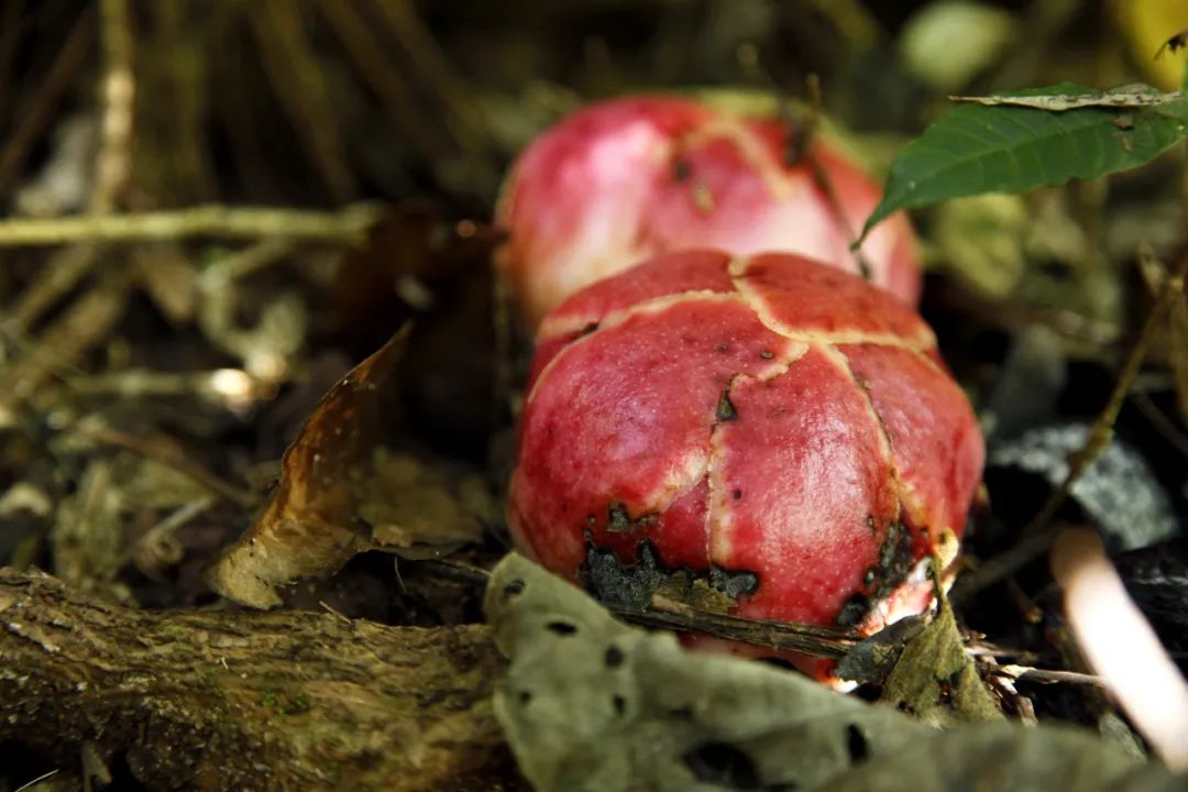 消失30年的寄生花再现,绝迹重生40