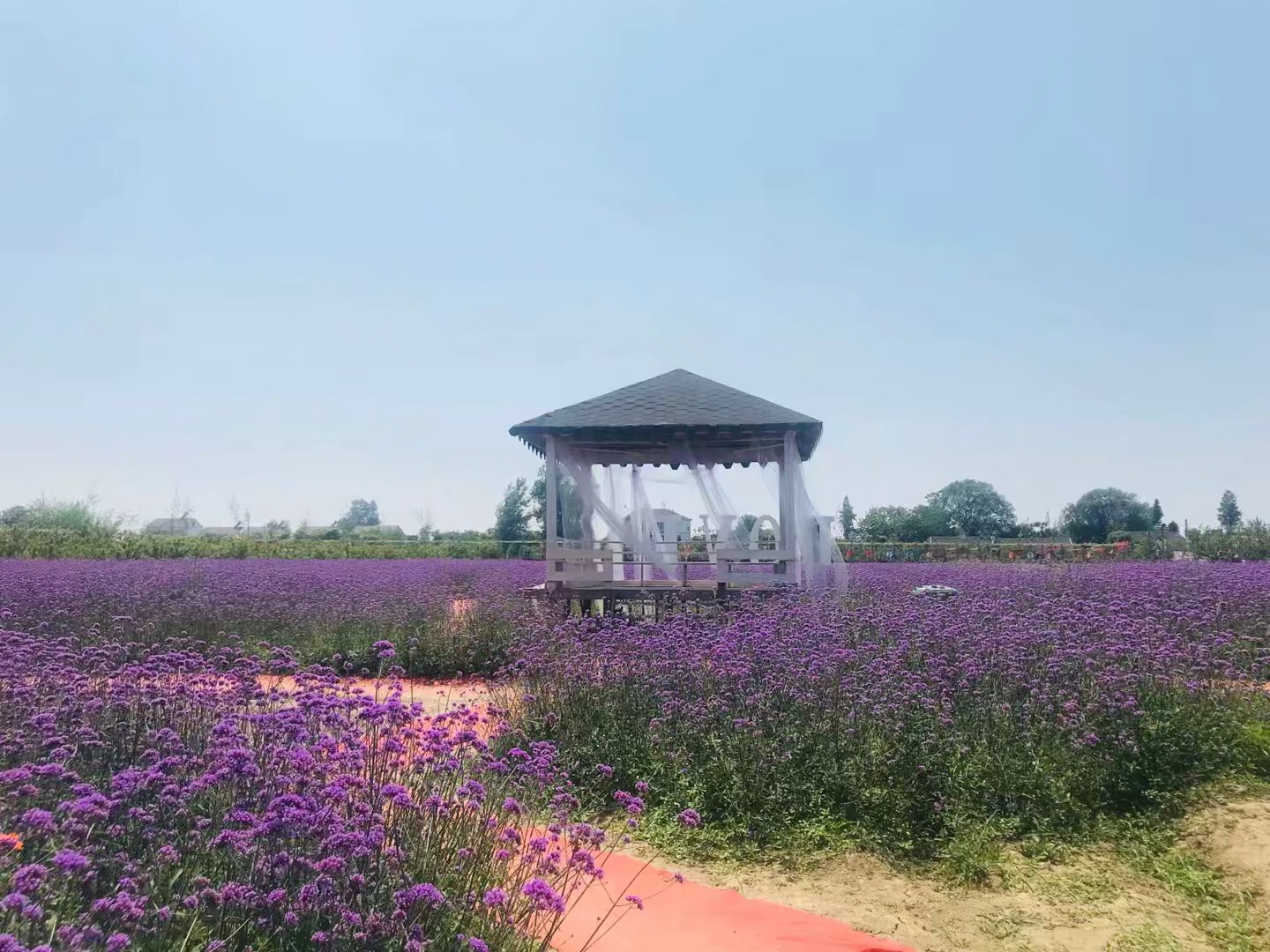 同心花海风景区,春光无限好旅游观光