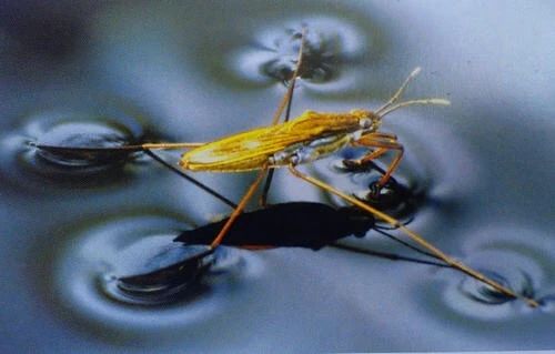 怎么理解表面张力,如何理解张力和压力