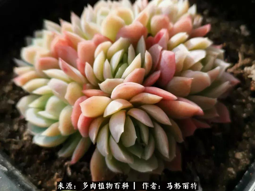 北方阳台多肉怎么过冬,北方阳台多肉