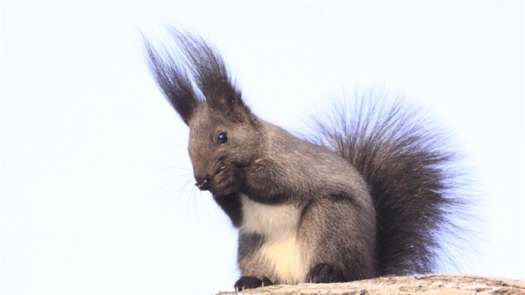 如何挑选一只亲人的魔王松鼠,新手养魔王松鼠好还是红腹松鼠