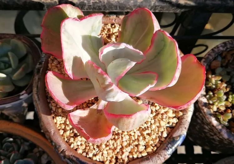 养多肉的人生感悟,人生如同养花