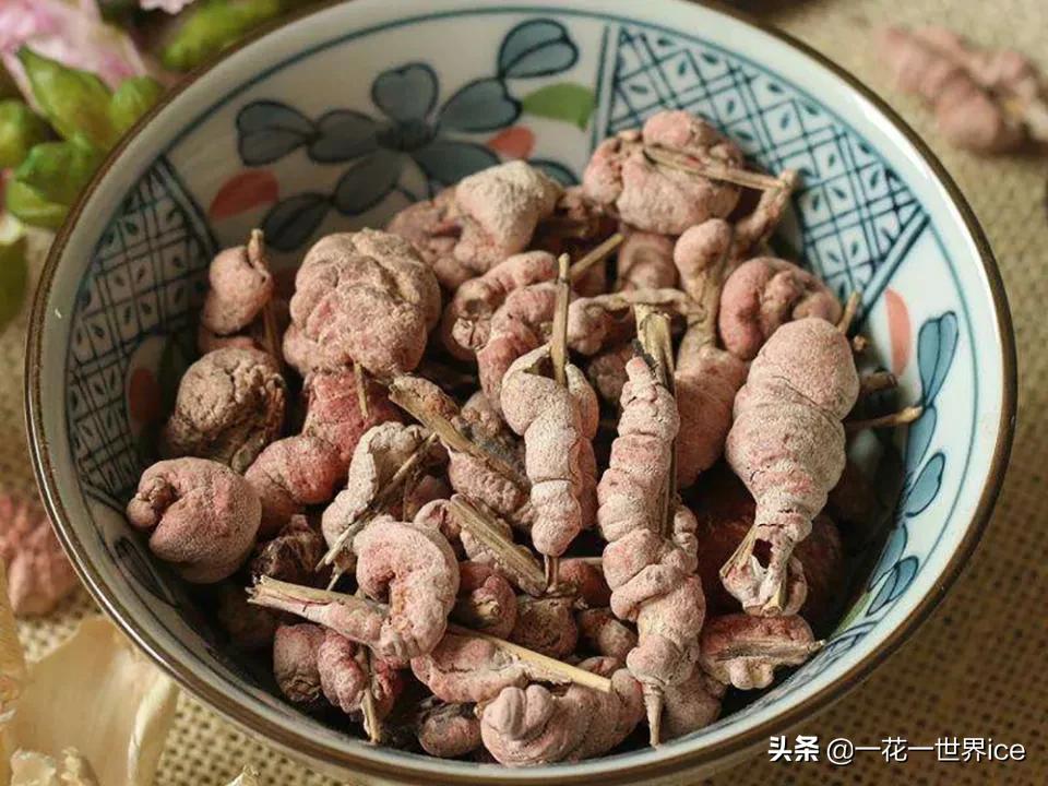 纯野生竹子及竹虫,竹子上好多附着的虫卵