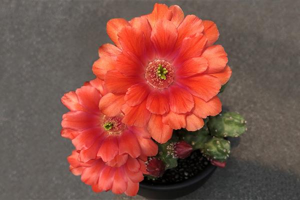 仙人掌开花有多美,仙人掌花开好娇艳