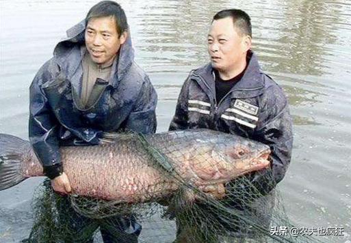 四大家鱼中的青鱼是食肉动物，为何渔民将它称为“秀才青鱼”？