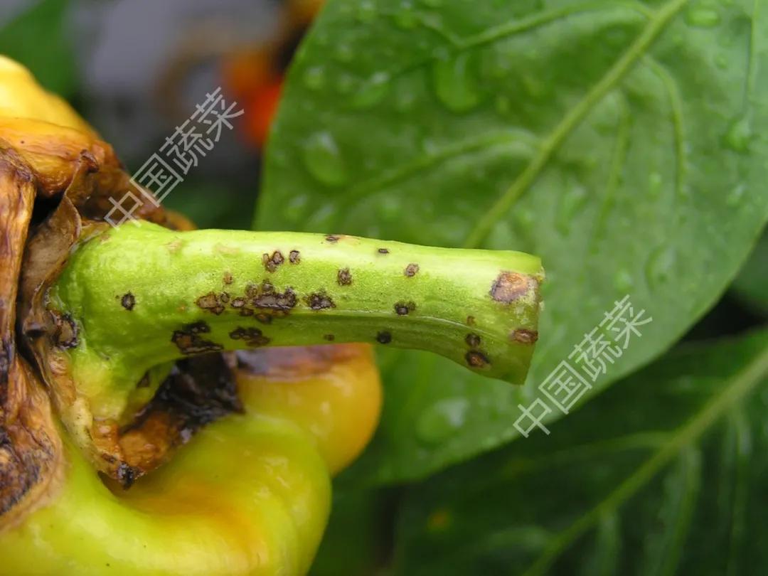 叶片疮痂病,辣椒叶片病害图片与防治措施