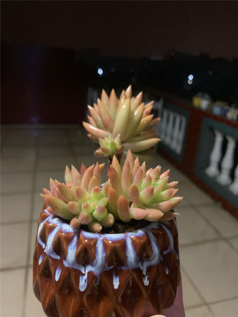 养多肉千佛手，注意三个关键点，长势大好