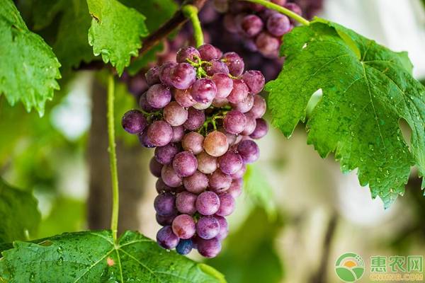 葡萄白腐病治疗药剂,葡萄白粉病