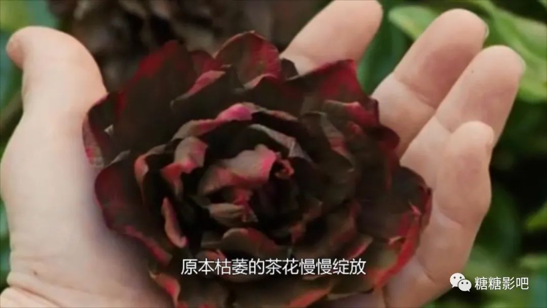 可爱的骨头凶手的结局,可爱的骨头最后凶手抓到了吗