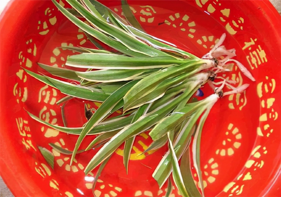 吊兰水培养鱼怎么养好活,水培吊兰可以养小鱼