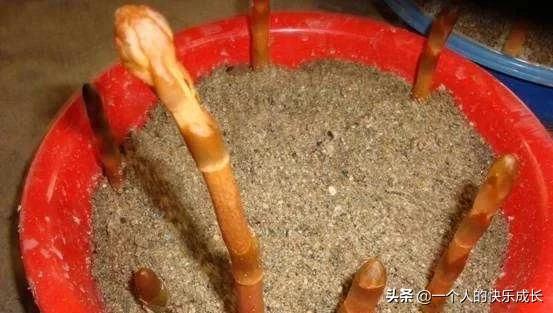 癫痫克星是什么草,路边杂草竟是珍稀中药