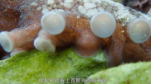 人鱼情未了在线阅读,人鱼情未了电视剧免费观看