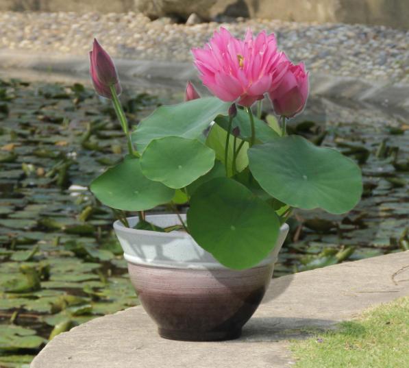 我家的江南风光,小小碗莲,自在清香淡雅,真的好看极了