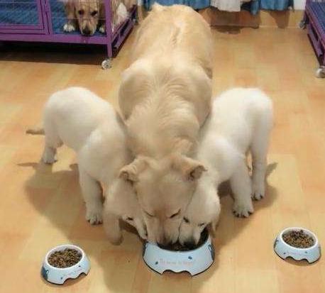 狗狗呕吐的原因有哪些,狗狗呕吐白色粘液的原因有哪些