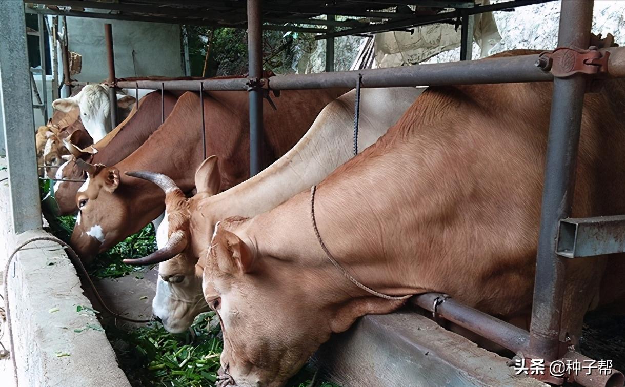 一亩地的牧草大概能养多少头牛羊,养牛牧草高丹草