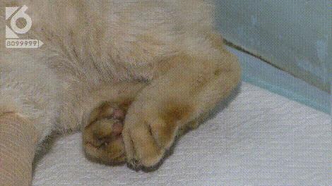 猫咪眼睛被刺了一下,小猫的眼睛被鱼叉刺穿