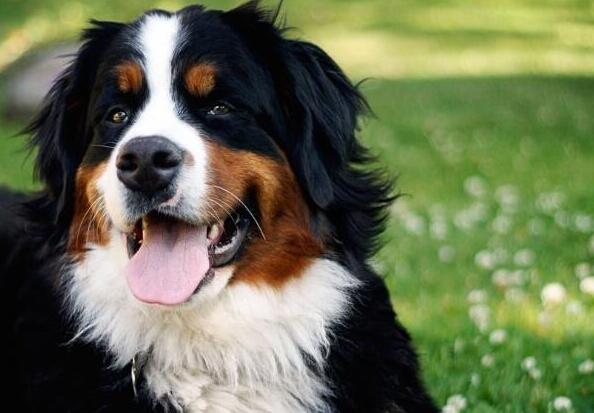 哪6种狗狗没有攻击性和不咬人,不爱狂吠的狗狗有哪些