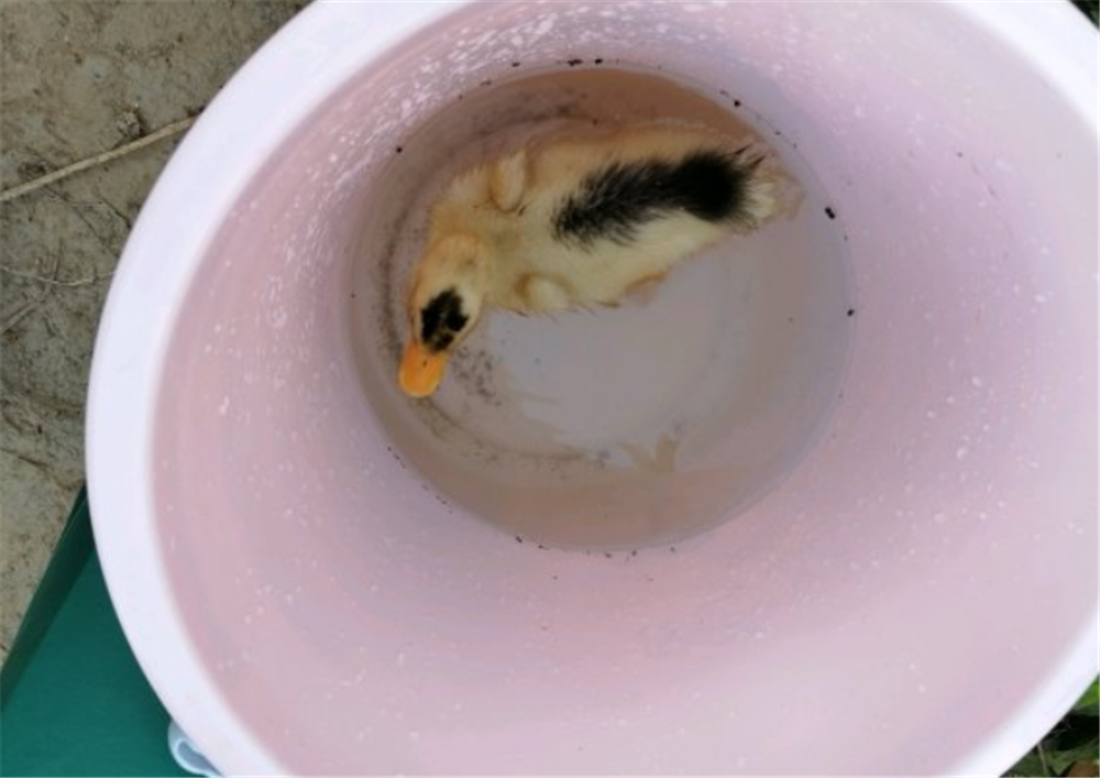 文能提笔安天下武能握枪保家国,文能提笔安天下武能挥刀治国家