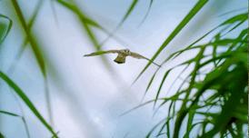 豆瓣9.6！娃刷到停不下来，还能看出人生大道理