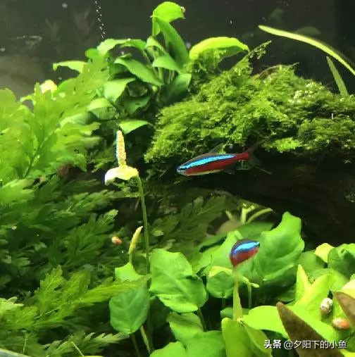 水草泥和水草种子,水草种子骗局大揭秘