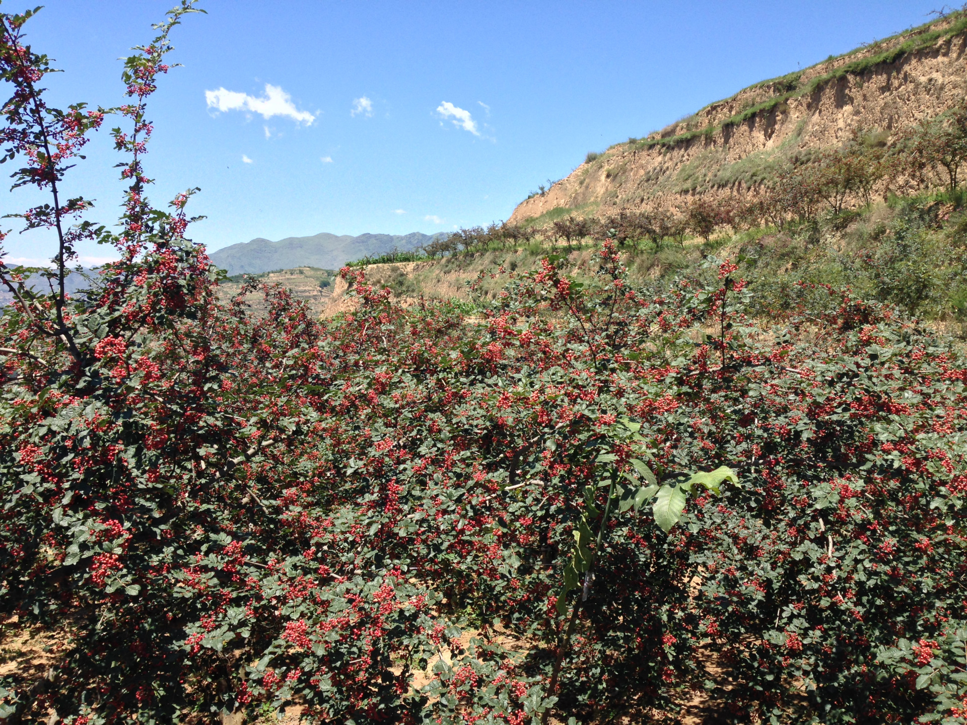 甘肃武都花椒种植技术,甘肃种植花椒的前景分析