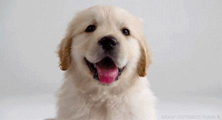 在路边捡到小奶狗,捡到小奶狗要不要洗澡